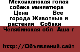 Мексиканская голая собака миниатюра › Цена ­ 53 000 - Все города Животные и растения » Собаки   . Челябинская обл.,Аша г.
